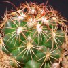 coryphantha_cornifera